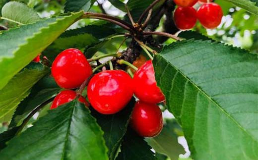 さくらんぼ 佐藤錦 紅秀峰 紅てまりのどれか1品種 1kg 2Lサイ