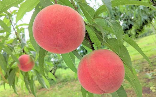 桃 ＜有我果樹園＞ 品種色々 ミックス 3kg 8～12玉 贈答用 F7X-