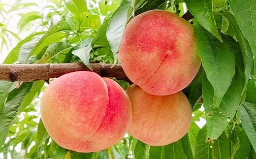 桃 ＜箭内厳雄果樹園＞ もも 2kg 6～9玉 品種おまかせ 贈答用