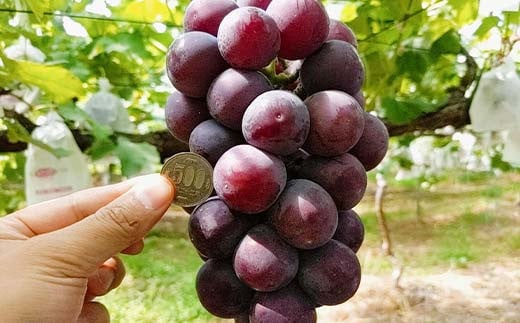 ぶどう あづましずく 1.5kg(2～4房) 贈答用 ＜佐藤果樹園＞ F7X