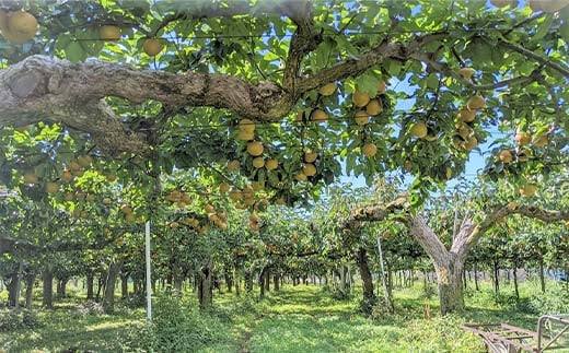 梨 ＜箭内厳雄果樹園＞ 甘太 新興 にっこり 1～3種入り 3kg 6