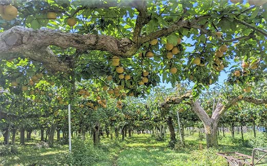 梨 甘太 新興 にっこり 1～3種入り 4kg 6～8個 ＜箭内厳雄果樹