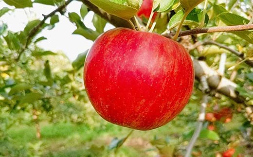 りんご 中玉 18～20個 5kg ＜有我果樹園＞ F7X-0234