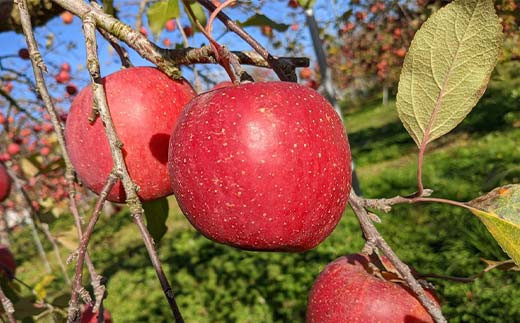 ＜佐藤幸男農園＞ りんご 5kg ふじ Lサイズ 13～16玉 F7X-0221