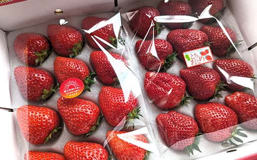 ＜先行予約＞いちご ＜アグリハウス秋山＞ 食べ比べ「ゆう