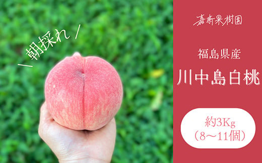 ＜先行受付＞ 嘉斎果樹園の桃「川中島白桃」約3kg（8～11個
