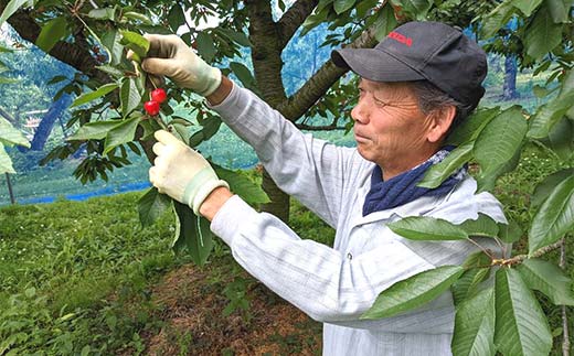さくらんぼ 佐藤錦 2L 1kg 贈答用 ＜佐藤幸男農園＞ さくらん