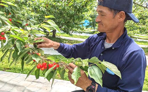 さくらんぼ 佐藤錦 紅秀峰 紅てまり どれか1品種 500g 2L 贈答