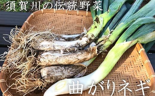明治から守る伝統野菜「曲がりネギ」約9kg F7X-0076