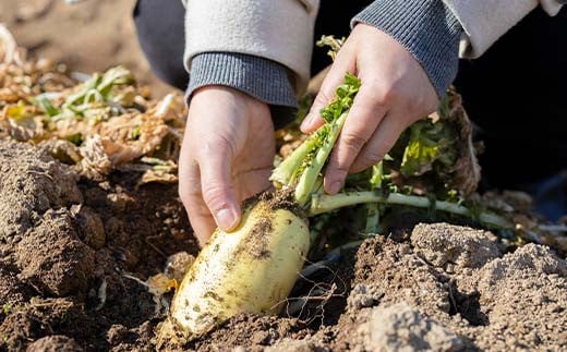 阿部農縁の採れたて野菜でBBQ!農業体験と野菜たっぷりバー