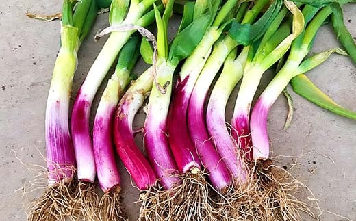 明治から守る伝統野菜「曲がりネギ 赤」約3kg F7X-0074