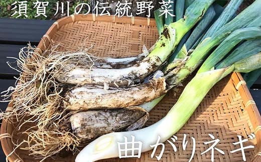 明治から守る伝統野菜「曲がりネギ 紅白セット」約3kg F7X-00