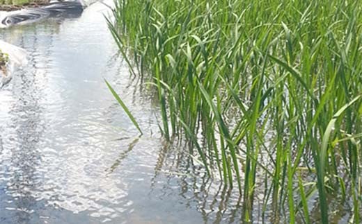 2024年産 自然栽培米 太地米完熟 【こしひかり】 白米 2kg ブ