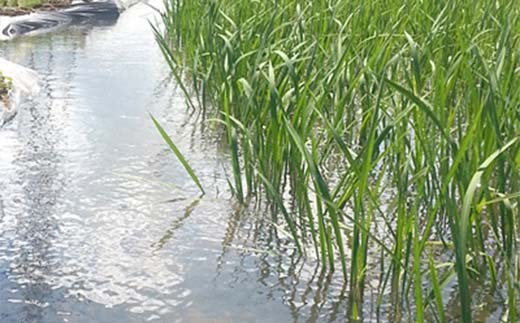 2026年産 農薬不使用 太地米完熟【こしひかり】 玄米 5kg ブ