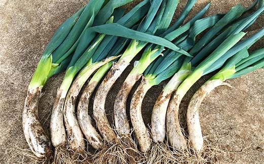 阿部農縁 旬のお野菜わくわくセット（約7～8種類＆加工品