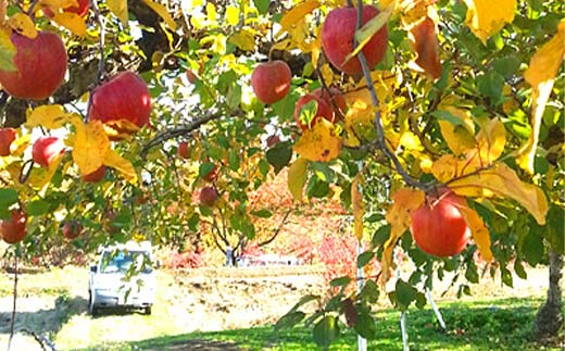 りんごの樹のオーナー ゴールド（サンふじ300個） 体験 農