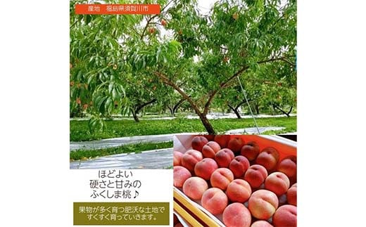 桃 品種おまかせ 3kg 9～12個 もも 贈答 プレゼント ＜佐藤果