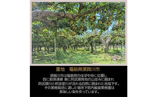 梨 家庭用 1品種おまかせ 5kg 8～11個 ＜箭内厳雄果樹園＞ な