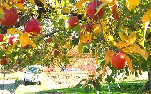 家庭用 有機農薬使用・完全無肥料栽培「りんご2品種詰合せ