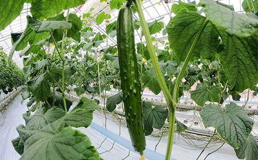 福島県須賀川市産 岩瀬キュウリ10kg 産地直送のパリパリ新