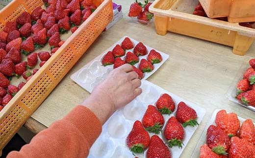 ＜アグリハウス秋山＞ とちおとめ デラックス3L～4L 大玉 24