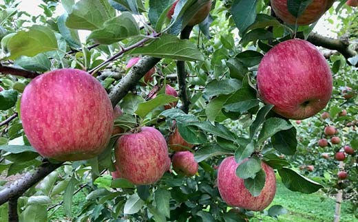 福島県のリンゴ　サンふじ約5kg(14～20玉) F7X-0014