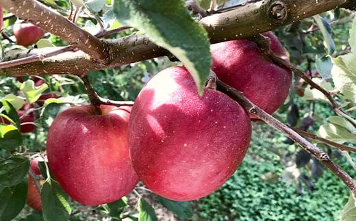 福島県のリンゴ　いわせっ娘 約5kg(14～20玉) F7X-0011