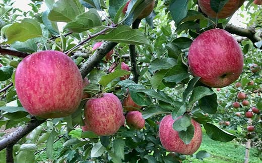 福島県のリンゴ　サンふじ約3kg(8～12玉) F7X-0013