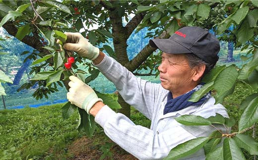 さくらんぼ ＜佐藤幸男農園＞ 佐藤錦 ML混合 1kg バラ詰 F7X-02