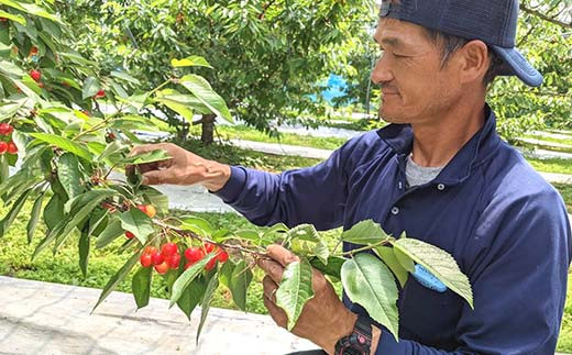 さくらんぼ 佐藤錦 紅秀峰 紅てまりのどれか1品種 1kg Lサイ