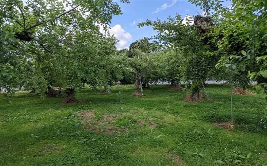 りんご ＜佐藤果樹園＞ 4kg 10～13個 1～3種類 F7X-0218