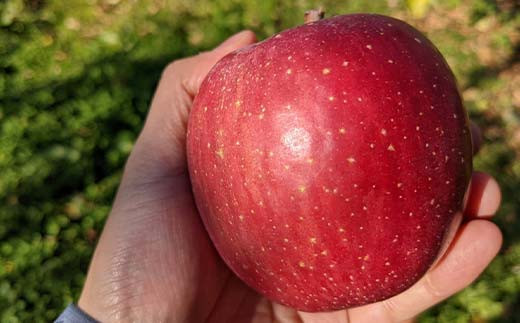 ＜佐藤幸男農園＞りんご 10kg ふじ Lサイズ 26～32玉 F7X-0222