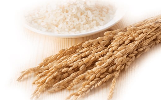 令和6年産米 須賀川市産 天のつぶ精米10kg ブランド米 お米 