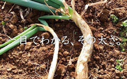 明治から守る伝統野菜「曲がりネギ」約9kg F7X-0076