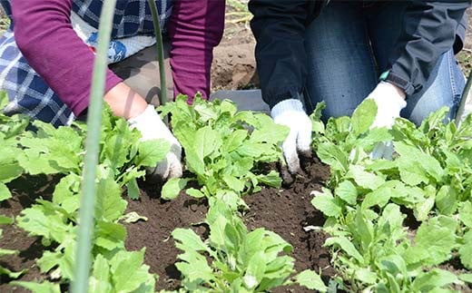 阿部農縁の採れたて野菜でBBQ!農業体験と野菜たっぷりバー