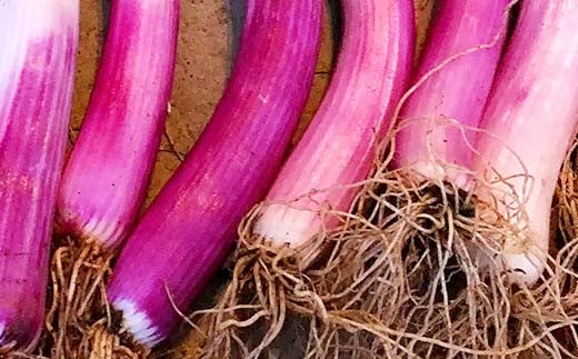 明治から守る伝統野菜「曲がりネギ 赤」約3kg F7X-0074