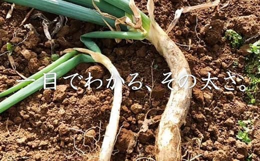 明治から守る伝統野菜「曲がりネギ 紅白セット」約3kg F7X-00