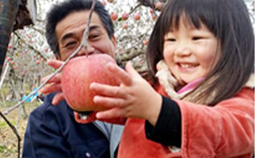 りんごの樹のオーナー お試し（サンふじ50個） 体験 農作業