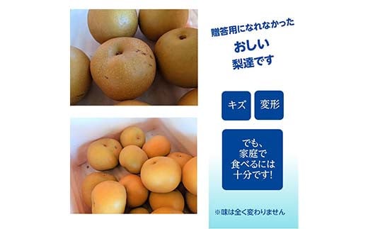 梨 家庭用 1品種おまかせ 5kg 8～11個 ＜箭内厳雄果樹園＞ な