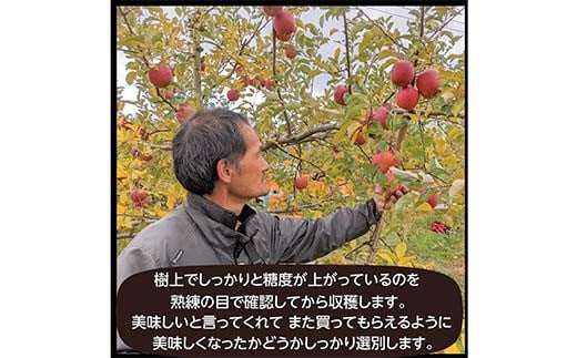 りんご 2色 リンゴ ぐんま名月 フジ 5kg 16～18個 御歳暮 ＜有