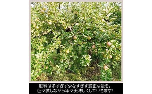 りんご 家庭用 5kg バラ積め 保証+1kg入＜有我果樹園＞ りん