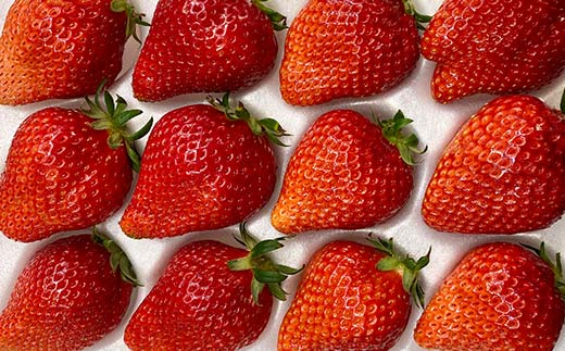 須賀川産いちご「甘園房～あまえんぼう～」BIGサイズ 1パッ