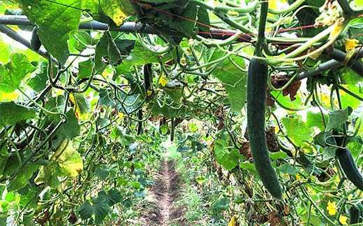 福島県須賀川市産 岩瀬キュウリ5kg 産地直送のパリパリ新鮮