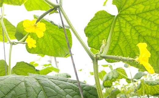 タクシー会社直送 パリッと歯ごたえ 岩瀬きゅうり3kg キュ