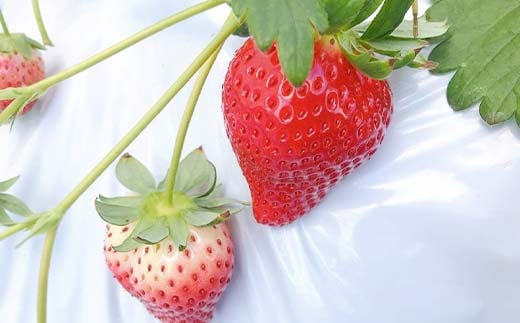 ＜アグリハウス秋山＞ とちおとめ デラックス3L～4L 大玉 24