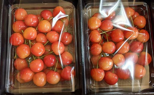 さくらんぼ 佐藤錦 紅秀峰 紅てまり どれか1品種 約700g L～2L