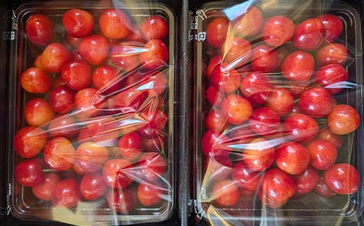 さくらんぼ 佐藤錦 紅秀峰 紅てまりのどれか1品種 1kg Lサイ