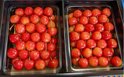 さくらんぼ 佐藤錦 紅秀峰 紅てまりのどれか1品種 1kg 2Lサイ