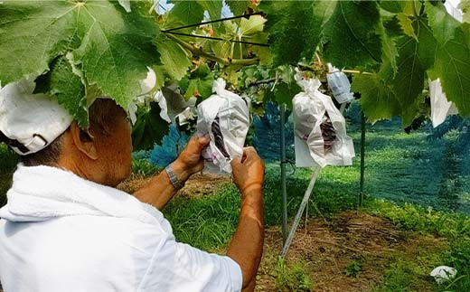 ぶどう あづましずく 1.5kg(2～4房) 贈答用 ＜佐藤果樹園＞ F7X