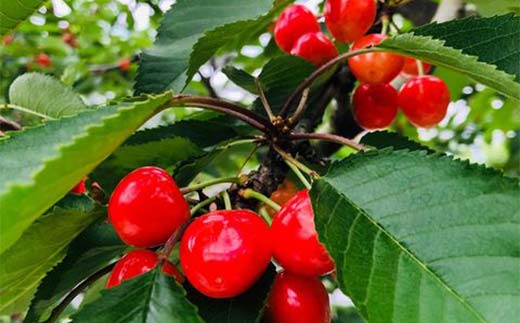 さくらんぼ 佐藤錦 紅秀峰 紅てまり どれか1品種 500g 2L 贈答